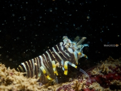 Gnathophyllum americanum