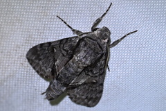 Cautethia grotei