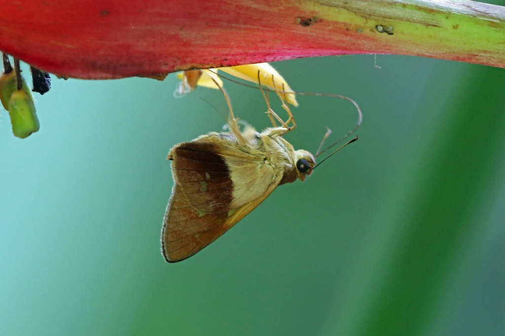 Saliana longirostris