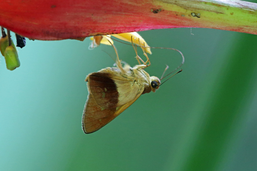 Saliana longirostris