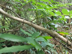 Gnetum luofuense