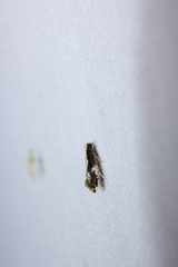 Monopis dorsistrigella