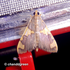 Rehimena phrynealis