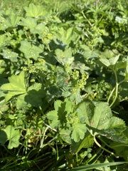 Alchemilla subcrenata