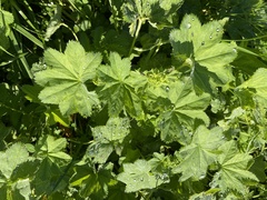 Alchemilla subcrenata