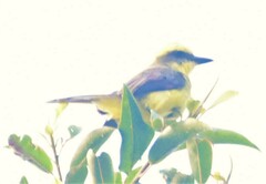 Conopias cinchoneti