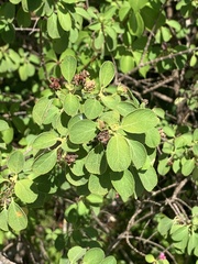 Lantana involucrata
