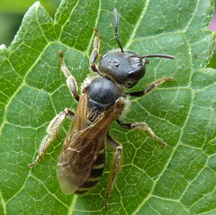 Halictus ligatus