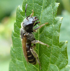 Halictus ligatus