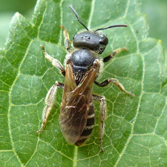 Halictus ligatus
