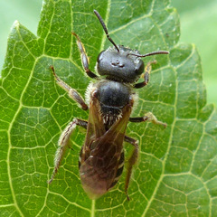 Halictus ligatus