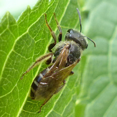 Halictus ligatus