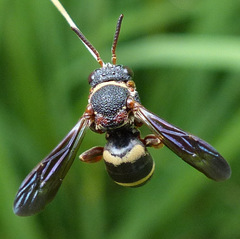 Epeolus bifasciatus