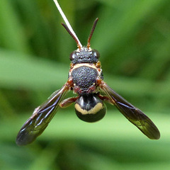Epeolus bifasciatus