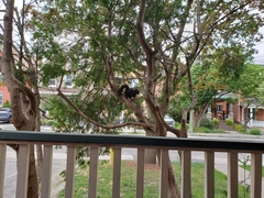 Sciurus carolinensis