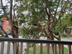 Sciurus carolinensis