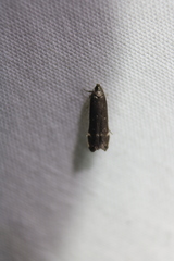Dichomeris ochripalpella