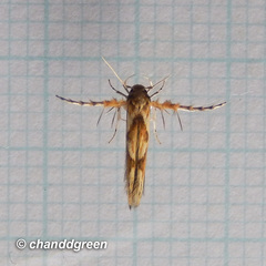 Stathmopoda stimulata