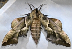 Phyllosphingia