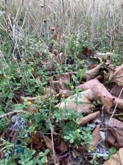 Medicago lupulina