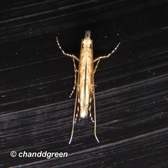 Stomphastis polygoni