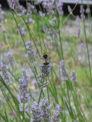 Bombus terrestris