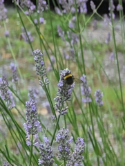 Bombus terrestris