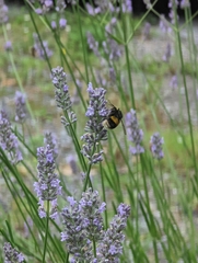 Bombus terrestris
