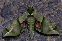 Callambulyx tatarinovii