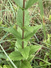 Eupatorium pilosum