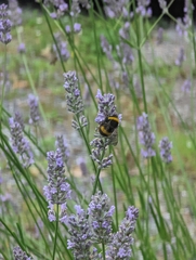 Bombus terrestris