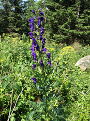 Aconitum firmum