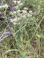 Eupatorium pilosum
