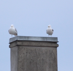 Larus argentatus