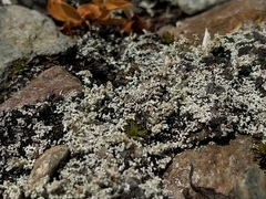 Stereocaulon condensatum