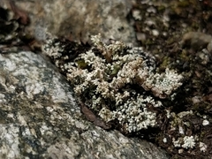 Stereocaulon condensatum