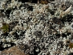 Stereocaulon condensatum
