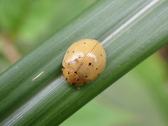 Harmonia sedecimnotata