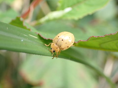 Harmonia sedecimnotata
