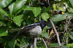 Copsychus saularis