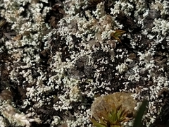 Stereocaulon condensatum