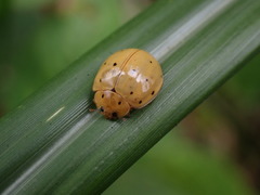 Harmonia sedecimnotata