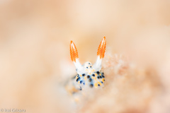 Hypselodoris infucata