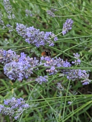 Bombus lapidarius