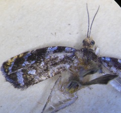 Olethreutes auricapitana