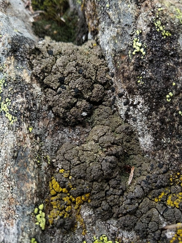 Toninia squalida