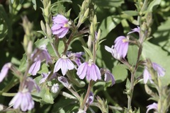 Scaevola parvibarbata