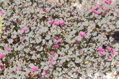 Frankenia serpyllifolia