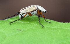 Macrodactylus uniformis