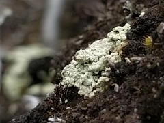 Cladonia incrassata